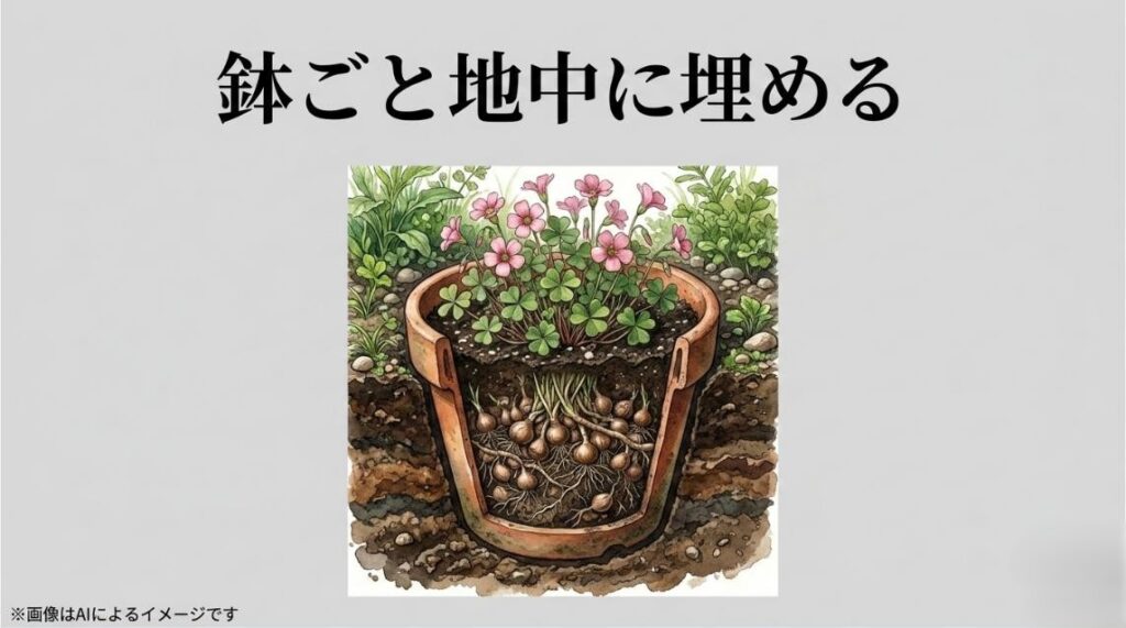 素焼き鉢に植えたオキザリスを鉢ごと庭の土に埋め込んで管理するイメージ画像