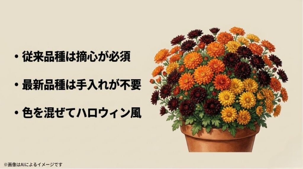 複数色のガーデンマムがこんもりと咲く鉢植えのイラストと、最新品種のメリットやハロウィン風の楽しみ方を紹介するスライド